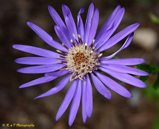 {Symphyotrichum georgianum}